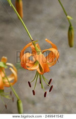 Henrys Lily - Latin Name - Lilium Henryi