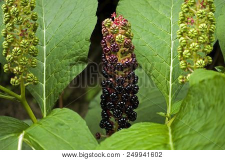 Purple Berries Of Phytolacca Acinosa Known As Pokeweed Or Inkberry