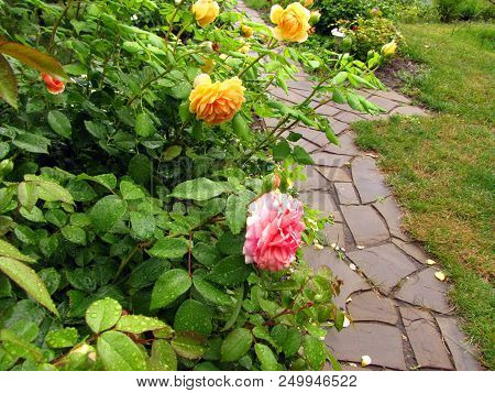 Bushes Of Yellow And Pink Roses With Drops Of Water On Flowers And Leaves After Rain Next To Garden 