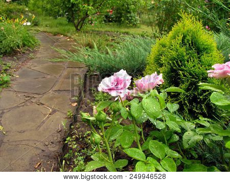 Bush Of Lilac Rose With Drops Of Water On Flowers And Leaves After Rain Next To Garden Stone Path Ag
