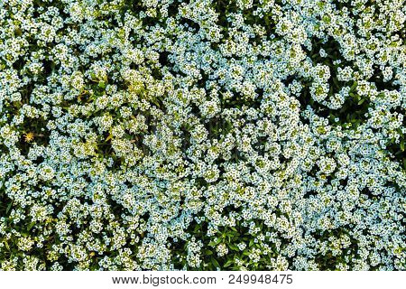 Small White Flowers And Green Leaves Garden Top View . Gardenia Fields.