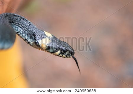 Close Up Portrait Of A Garter Snake With Copy Space.