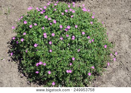 Bloody Cranesbill In Full Bloom In The Garden
