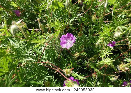 Closeup Of Pink Flower Of Geranium Sanguineum