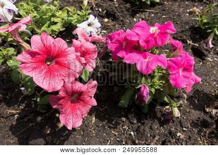 Coral And Bright Pink Flowers Of Petunias