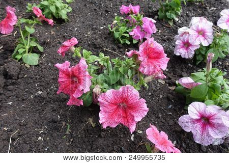 Salmon Pink And White Flowers Of Petunias