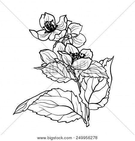 Coloring Page With Jasmine Branch In Vcector Illustration In Realistic Design Style