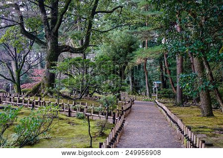 Walking Road With Many Pine Trees In Autumn Day.