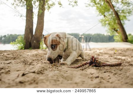 Cute Jack Russell Terrier Puppy Chewing A Rope On The Sand Beach On Summer Day