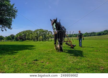 Hainault Country Park, Essex, Uk -  June 6, 2018: Magnificent Shire Horse Logging With Man Following
