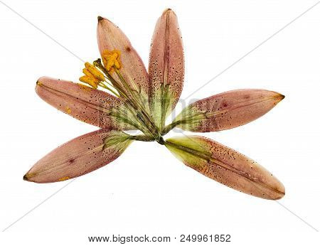 Pressed And Dried Flower Lily Martagon (lilium Martagon), Isolated On White Background. For Use In S