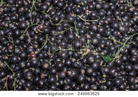 Delicious, Aromatic Blackcurrant Berries On The Table.