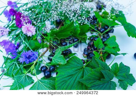 Berries Of A Tasty, Large Black Currant On A Table In A Small Plate