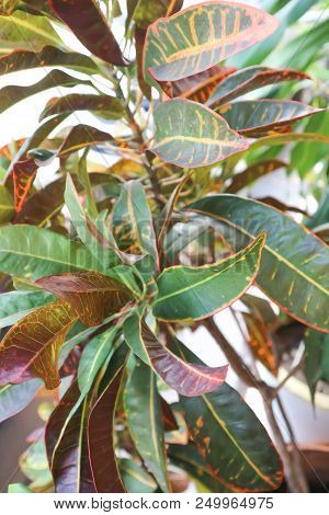 Codiaeum Variegatum Blume Or Garden Croton Plant