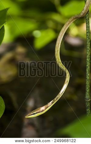 Vine Snake Dangles From Jungle Vines In Costa Rica