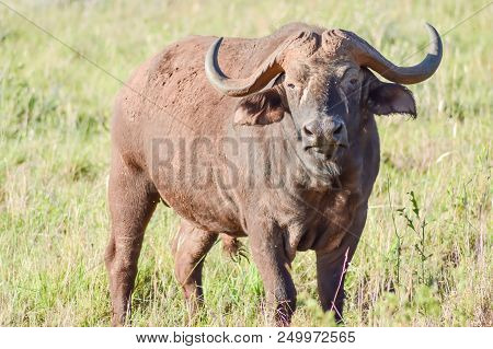 Isolated Buffalo In Tsavo West Park In Kenya