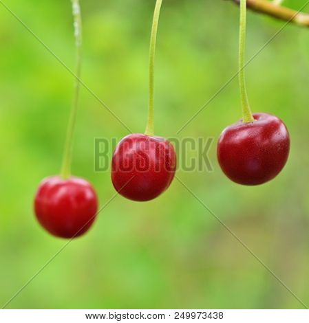 Cherry On The Branch Grows, Red Cherry