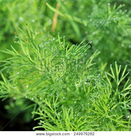 Dill Plants In Summer Day. Green Dill.