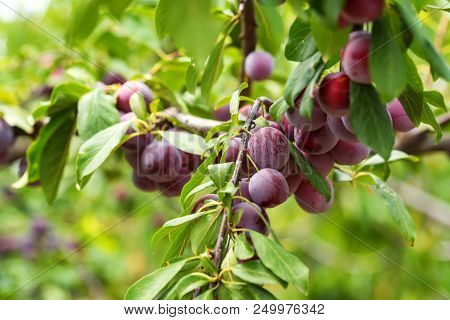 Close Up Ripe Fruit Of Cherry Plum On Branch In Garden. Vegetarian Healthy Summer Food Concept