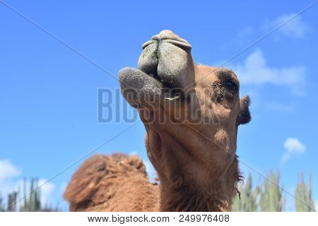 Beautiful Cute Face Of A Camel At A Refuge In Aruba.