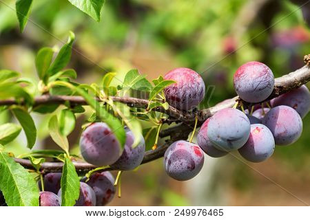 Close Up Ripe Fruit Of Cherry Plum On Branch In Garden. Vegetarian Healthy Summer Food Concept