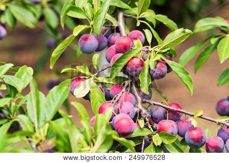 Close Up Ripe Fruit Of Cherry Plum On Branch In Garden. Vegetarian Healthy Summer Food Concept