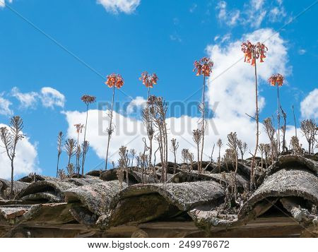 Flowers And Plants On The Roof Vilcabamba Ecuador