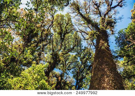 Natural Background Swamp Tree. The Branches Of The Trees In The Swamp. Thailand.