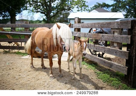 A Tan And Blonde Mother Haflinger Horse Is Standing In A Fenced In Farm Pasture With Her Newborn Bab