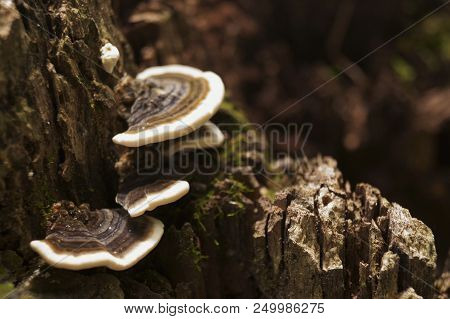 Mushrooms Growing On The Trunk Of A Tree