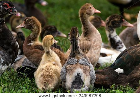 Group Of Farm Ducks Rest In Back Yard