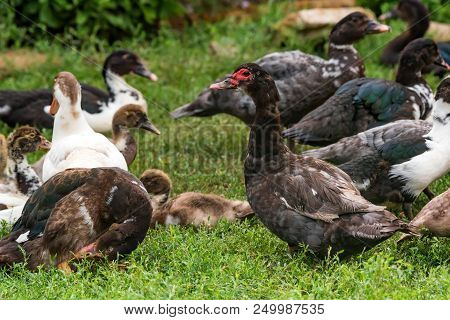 Group Of Farm Ducks Rest In Back Yard
