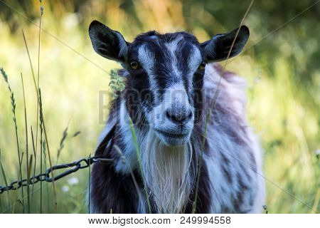Portrait Of A Young Domestic Goat On A Leash (capra Aegagrus Hircus)