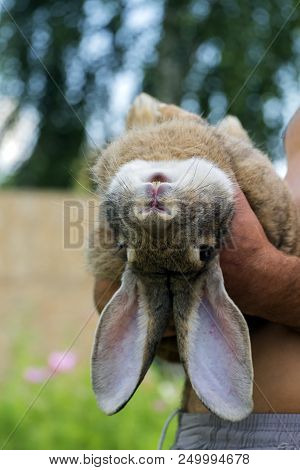 Rabbit Likes To Lie On The Hands Of Man