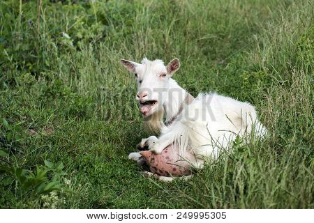 White Domestic Goat Bleating In Indignation (capra Aegagrus Hircus)