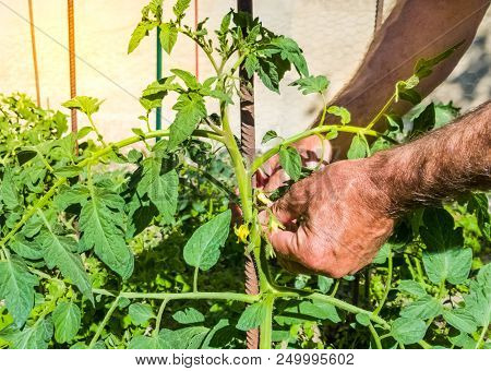 Hands Of A Man Tie The Bushes Of Tomatoes