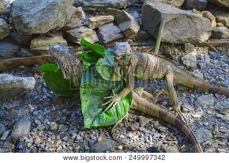 One Iguage Eating A Leave, The Other Hidding Under Leaves