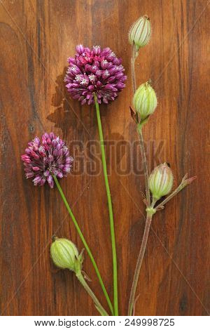 Wild Onion Violet On A Wooden Background Of Black Walnut. Beautiful Summer Wildflowers. Minimalism, 