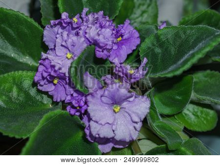 Flower Pot Of Blossoming Purple African Violets .saintpaulia