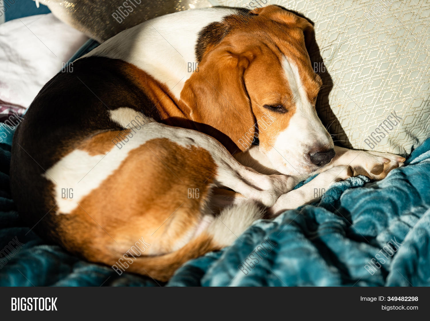 Sleeping Dog Bed. Pet Image & Photo (Free Trial) Bigstock