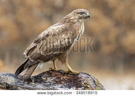 Common Buzzard, Buteo Buteo, Perched On A Log On An Autumnal Brown Background