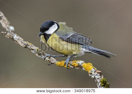 Great Tit, Parus Major, Perched On A Branch With Yellow Lichens On A Uniform Background