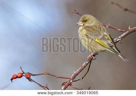 European Goldfinch, Chloris Chloris, Perched On A Hawthorn On A Uniform Background
