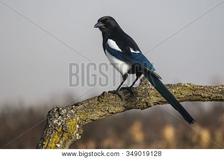 Common Magpie, Pica Pica, Perched On A Back On An Oak Branch. Leon, Spain