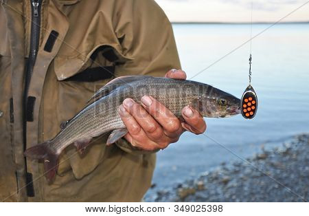 Grayling Fish With A Spoon In The Hands Of A Fisherman