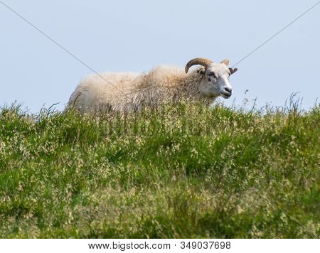 Sheep In The Grass In Cape Ingolfshofdi In South Iceland