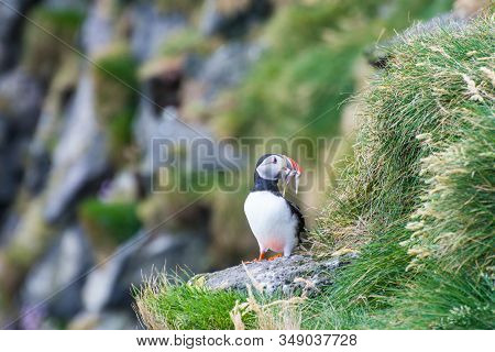 Puffin Holding Fish In Its Mouth In The Cliffs Of Ingolfshofdi Cape In Iceland