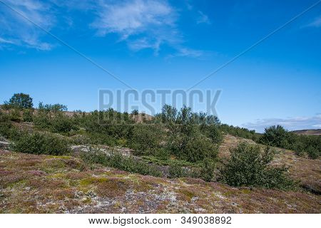 Trees In Icelandic Nature Landscape On A Sunny Summer Day