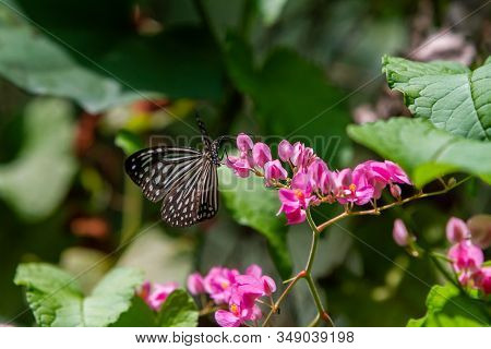 Blue And Black Tirumala Septentrionis, The Dark Blue Tiger Danaid Butterfly In Southeast Asia