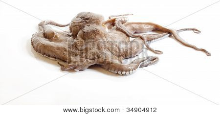 Krake